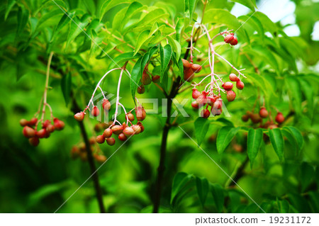 貢子水果 貢子水果 19231172