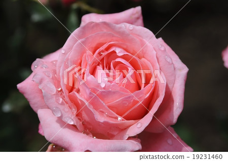 pink rose with water drops 19231460