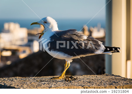 Yawning seagull in Essaouira, Morocco. Yawning seagull in Essaouira, Morocco. 19231804