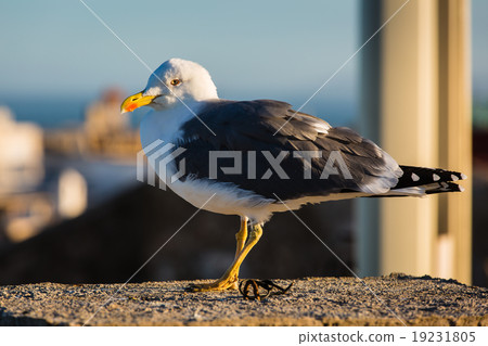 Suspicious seagull in Essaouira, Morocco. 19231805