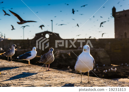 Gulls in the harbor 19231813