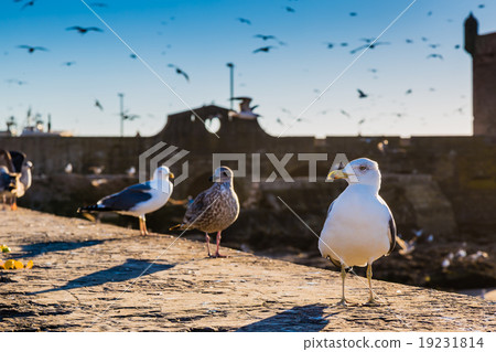 Gulls in the harbor 19231814
