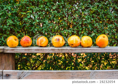 Apples on a row Apples on a row 19232054