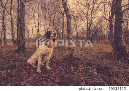Dog sitting in the forest 19232115