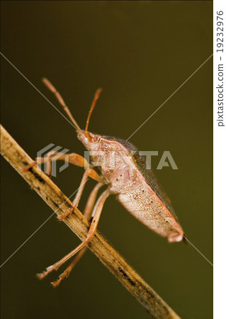 hemiptera prasina in the bush hemiptera prasina in the bush 19232976