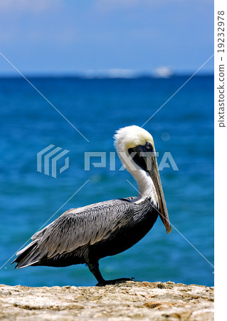little white black pelican 19232978