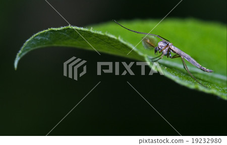 mosquito  on a green leaf 19232980