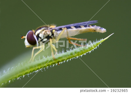 syrphus ribesii eristalis on green leaf syrphus ribesii eristalis on green leaf 19232985