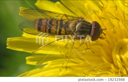 volucella  on a white yellow flower 19232986