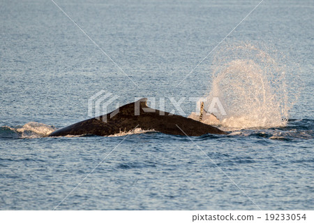 Humpback whales swimming in Australia Humpback whales swimming in Australia 19233054