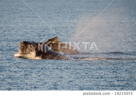 Humpback whales swimming in Australia Humpback whales swimming in Australia 19233055