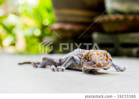 Gecko in garden background. Focus on head. Gecko in garden background. Focus on head. 19233388