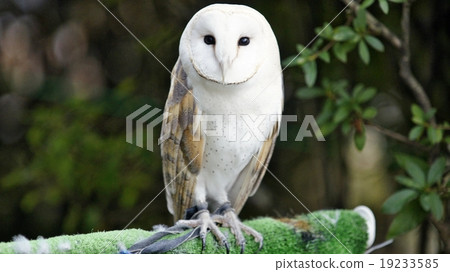 Barn owl 19233585