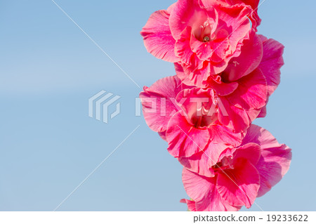 Pink red Gladiolus flower in blue sky. Pink red Gladiolus flower in blue sky. 19233622