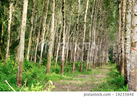 Row of rubber tree forest at Thailand 19233848