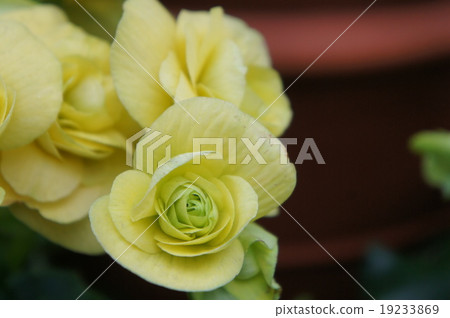 Begonia 19233869
