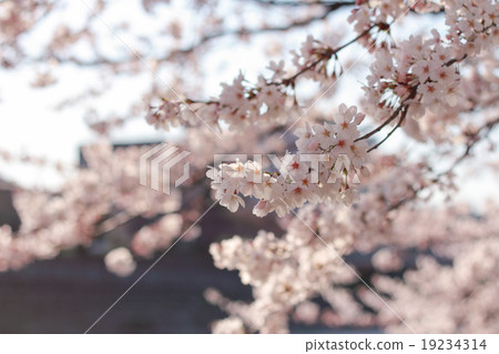 Cherry Blossoms	 19234314