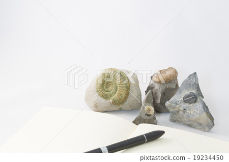 Fossils and notes Fossils and notes 19234450