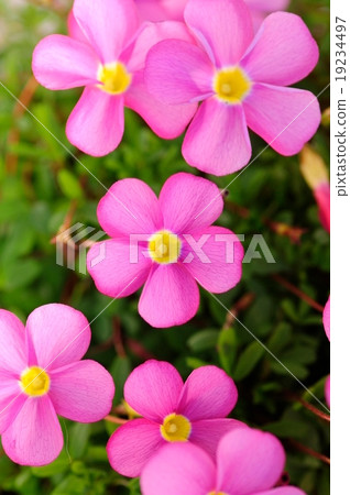 Pinkish oxalis 19234497