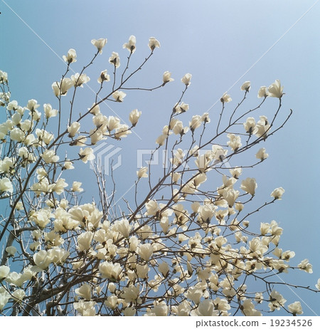 Shiraki蓮花和藍天在盛開 19234526