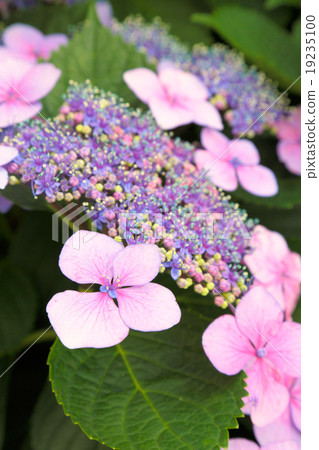  繡球花 19235100