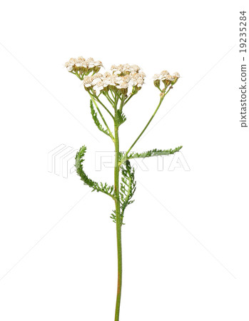 Yarrow (Achillea millefolium) 19235284