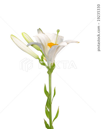 Madonna lily (Lilium candidum) 19235330