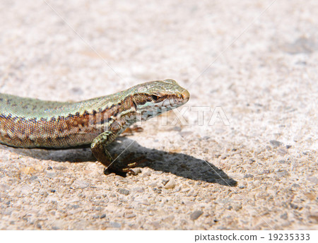 Wall lizard (Podarcis muralis) Wall lizard (Podarcis muralis) 19235333