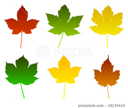 Maple leaves Maple leaves 19235424