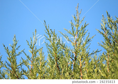 Cypress 19235813