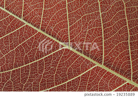 Dry leaf texture on red background Dry leaf texture on red background 19235889