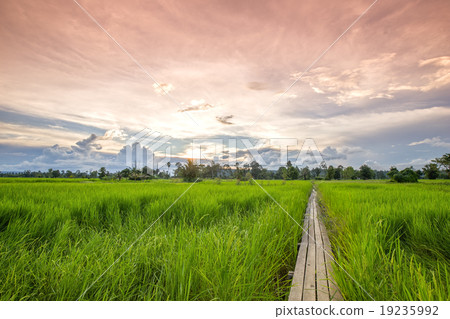100 year-old wooden bridge between rice field 100 year-old wooden bridge between rice field 19235992