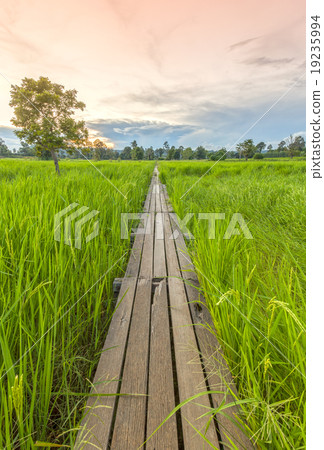 100 year-old wooden bridge between rice field 100 year-old wooden bridge between rice field 19235994