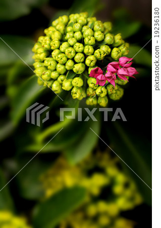 Golden Penda yellow flower with pink purple flower 19236180