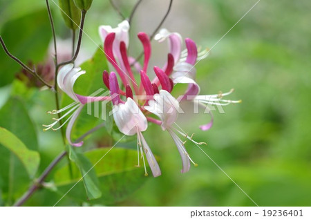 Honeysuckle Windward Honeysuckle Windward 19236401