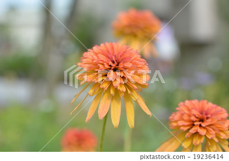 Echinacea marmalade 19236414