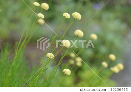 Santorina Santorina 19236415