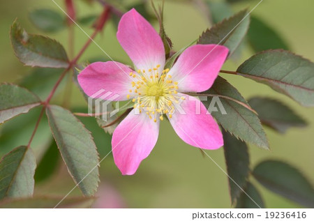 羅莎格勞卡 19236416