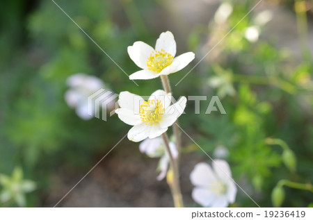 銀蓮花帕爾馬塔 19236419