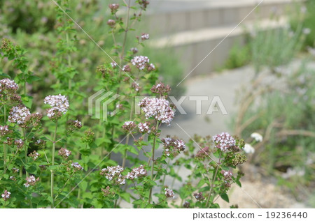 Oregano Oregano 19236440