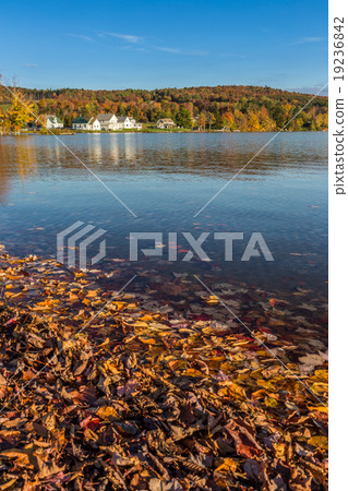 Autumn foliage in Elmore state park in Vermont Autumn foliage in Elmore state park in Vermont 19236842