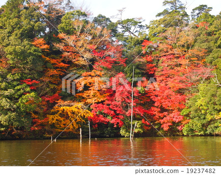 Autumn leaves of the Kameyama Dam 19237482
