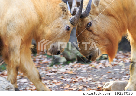 Golden turkin head butt 19238039