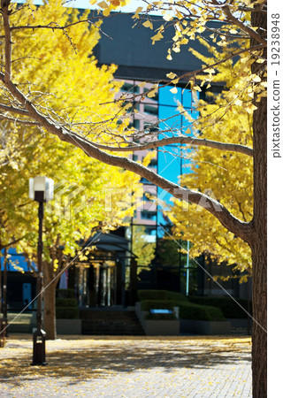 Autumn leaves of Tama center 19238948