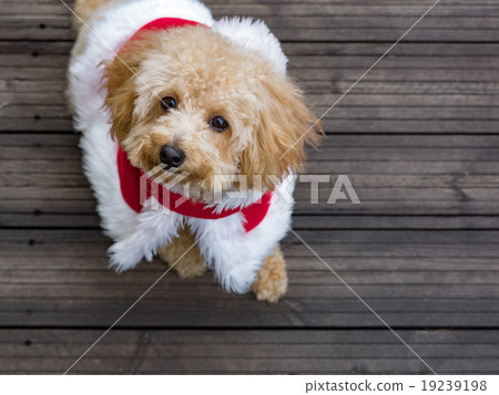 Santa Claus' Toy Poodle 19239198