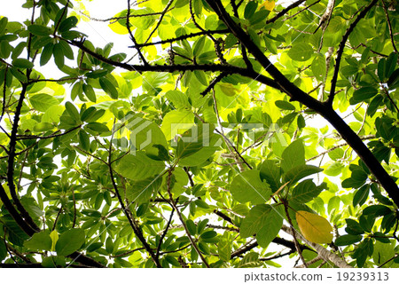 Green tree shade 19239313