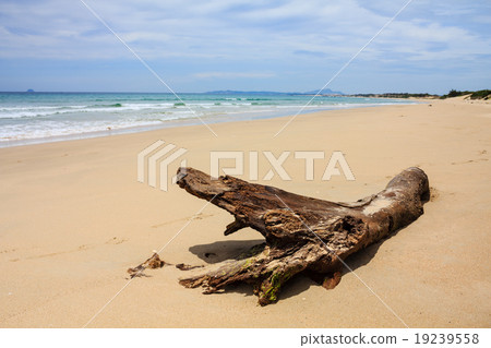 A dry tree at Bai Dai beach, Khanh Hoa, Vietnam 19239558