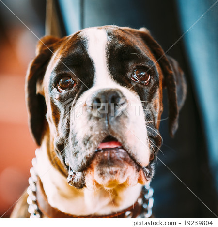 Beautiful Brown And White Boxer Dog Beautiful Brown And White Boxer Dog 19239804