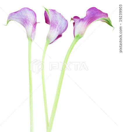 three Calla lilly 19239903