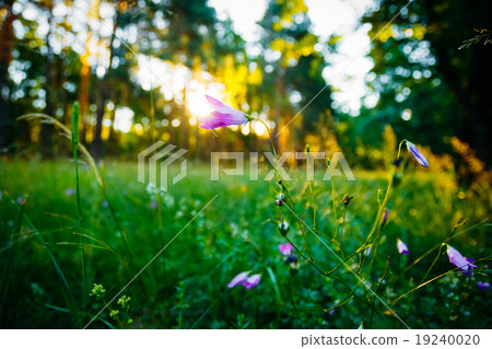 Wild Forest Flower, Sunlight In Forest, Russian 19240020